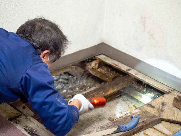 Best White Mold Remediation in North Babylon, NY