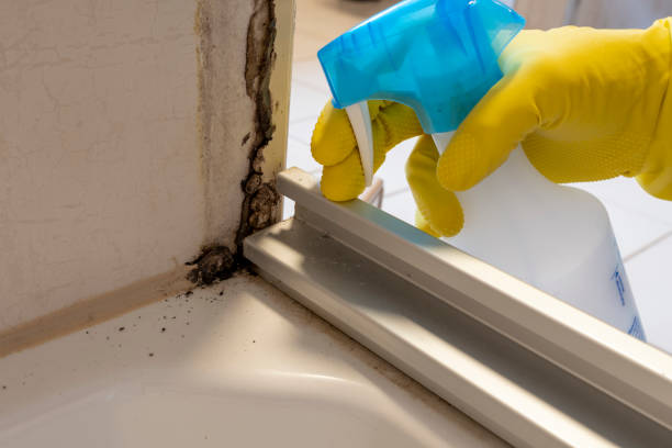 Best Bathroom Mold Remediation in North Babylon, NY