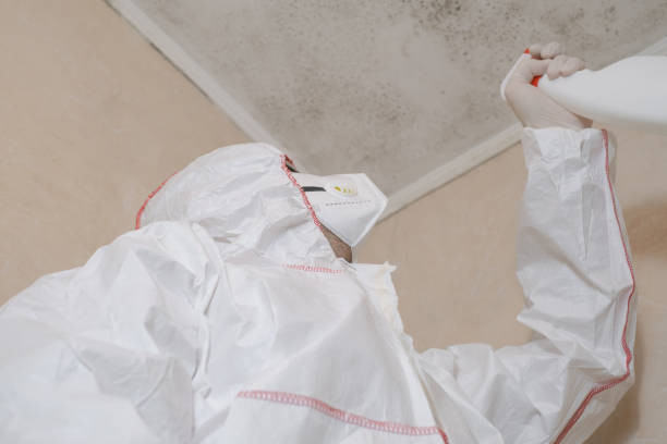 Professional Mold Remediation in North Babylon, NY